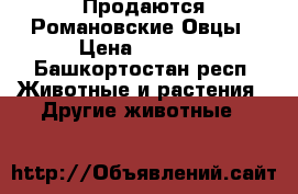 Продаются Романовские Овцы › Цена ­ 7 000 - Башкортостан респ. Животные и растения » Другие животные   